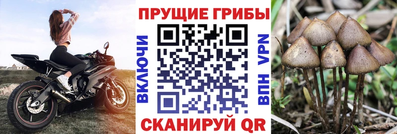 Псилоцибиновые грибы Cubensis купить наркотик kraken зеркало Асбест