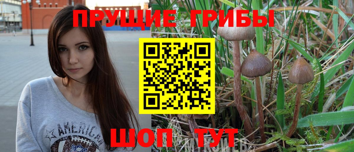 закладка  Псилоцибиновые грибы GOLDEN TEACHER  Галлюциногенные грибы Cubensis  Вход с VPN  Асбест 